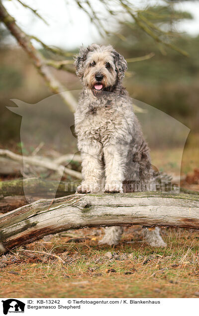 Bergamasker Hirtenhund / Bergamasco Shepherd / KB-13242