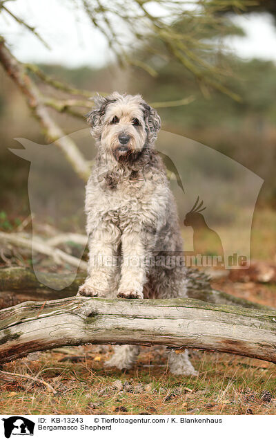 Bergamasker Hirtenhund / Bergamasco Shepherd / KB-13243