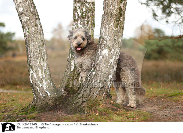 Bergamasker Hirtenhund / Bergamasco Shepherd / KB-13245