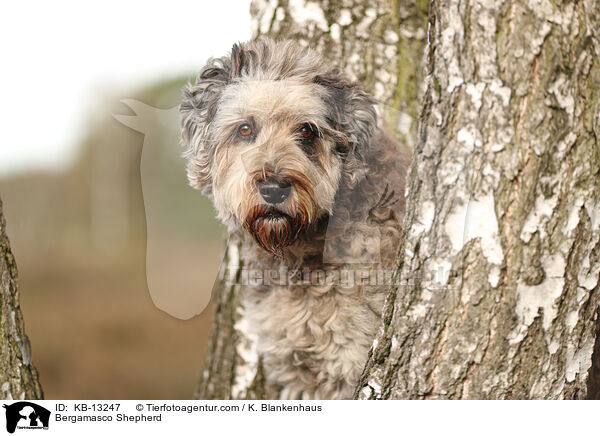 Bergamasker Hirtenhund / Bergamasco Shepherd / KB-13247