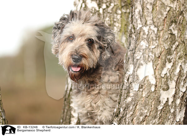 Bergamasker Hirtenhund / Bergamasco Shepherd / KB-13248