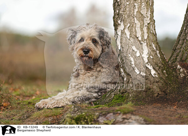 Bergamasker Hirtenhund / Bergamasco Shepherd / KB-13249
