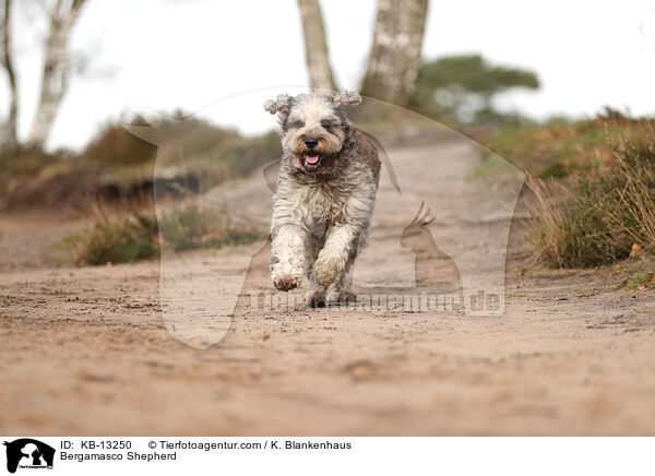 Bergamasker Hirtenhund / Bergamasco Shepherd / KB-13250