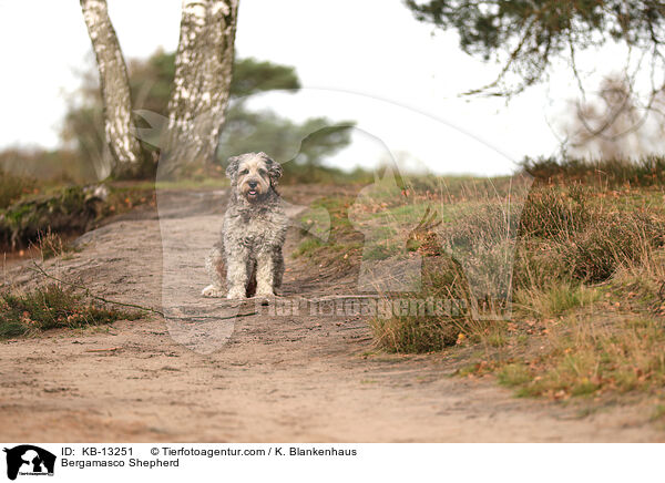 Bergamasker Hirtenhund / Bergamasco Shepherd / KB-13251