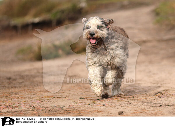 Bergamasker Hirtenhund / Bergamasco Shepherd / KB-13252