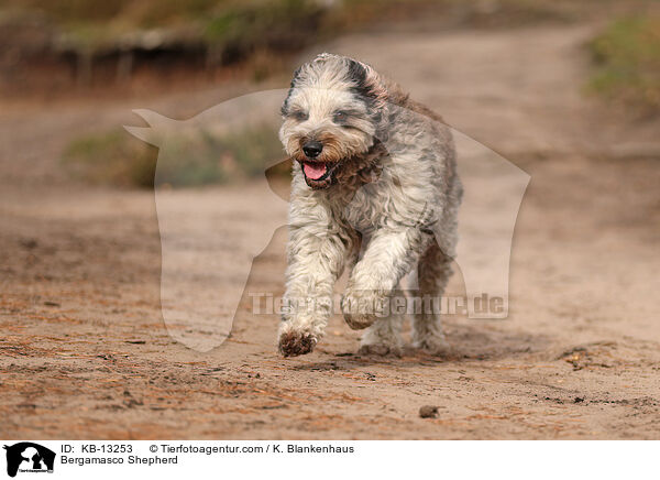 Bergamasker Hirtenhund / Bergamasco Shepherd / KB-13253