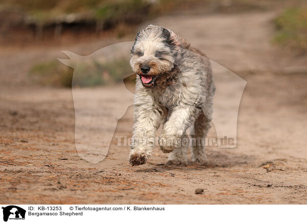 Bergamasker Hirtenhund / Bergamasco Shepherd / KB-13253