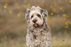 Bergamasco Shepherd