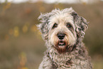 Bergamasco Shepherd