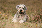 Bergamasco Shepherd