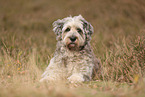 Bergamasco Shepherd