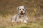 Bergamasco Shepherd