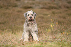 Bergamasco Shepherd