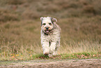 Bergamasco Shepherd