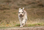 Bergamasco Shepherd