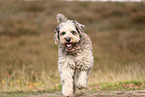 Bergamasco Shepherd