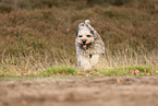 Bergamasco Shepherd