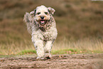 Bergamasco Shepherd