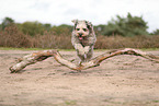 Bergamasco Shepherd