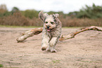 Bergamasco Shepherd