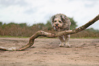 Bergamasco Shepherd