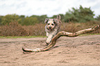 Bergamasco Shepherd