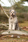 Bergamasco Shepherd