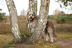 Bergamasco Shepherd