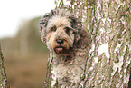 Bergamasco Shepherd