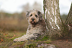 Bergamasco Shepherd