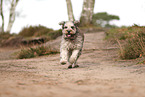 Bergamasco Shepherd