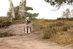 Bergamasco Shepherd