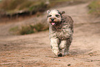 Bergamasco Shepherd