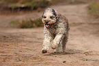 Bergamasco Shepherd