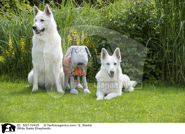 White Swiss Shepherds / SST-10425