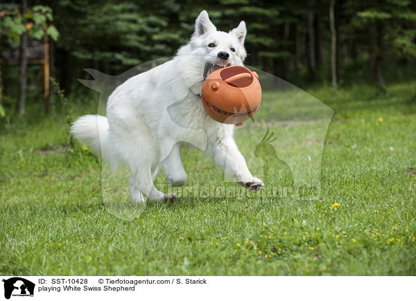 spielender Weier Schweizer Schferhund / playing White Swiss Shepherd / SST-10428