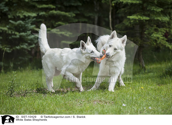Weie Schweizer Schferhunde / White Swiss Shepherds / SST-10429