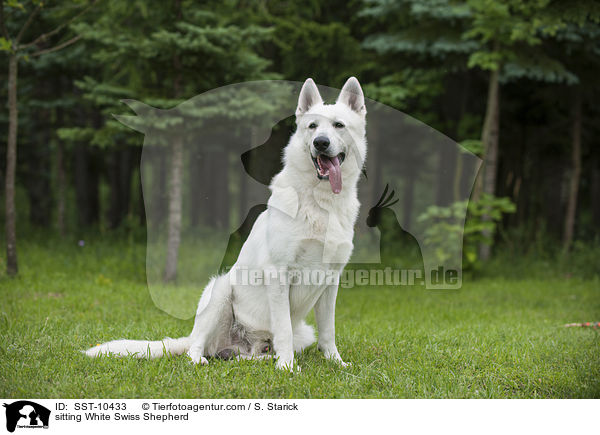 sitzender Weier Schweizer Schferhund / sitting White Swiss Shepherd / SST-10433