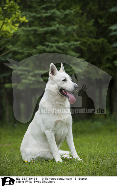 sitting White Swiss Shepherd / SST-10438