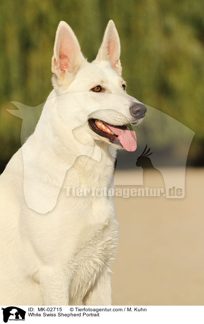 Weier Schweizer Schferhund Portrait / White Swiss Shepherd Portrait / MK-02715