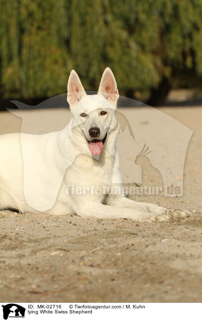 liegender Weier Schweizer Schferhund / lying White Swiss Shepherd / MK-02716