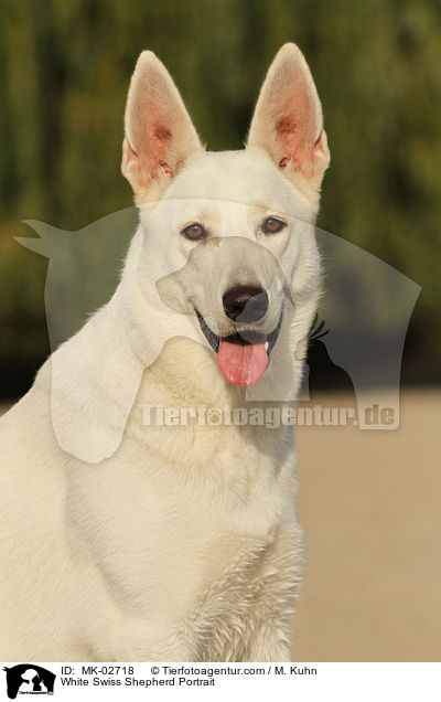 Weier Schweizer Schferhund Portrait / White Swiss Shepherd Portrait / MK-02718
