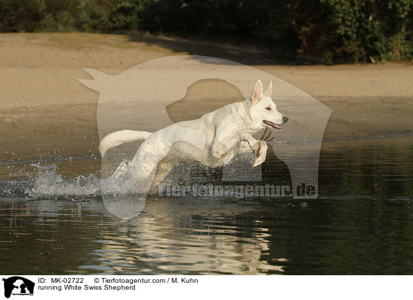 rennender Weier Schweizer Schferhund / running White Swiss Shepherd / MK-02722