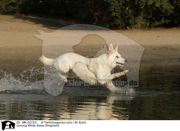 rennender Weier Schweizer Schferhund / running White Swiss Shepherd / MK-02723