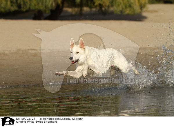 rennender Weier Schweizer Schferhund / running White Swiss Shepherd / MK-02724
