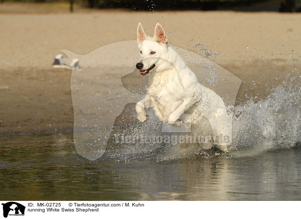 rennender Weier Schweizer Schferhund / running White Swiss Shepherd / MK-02725