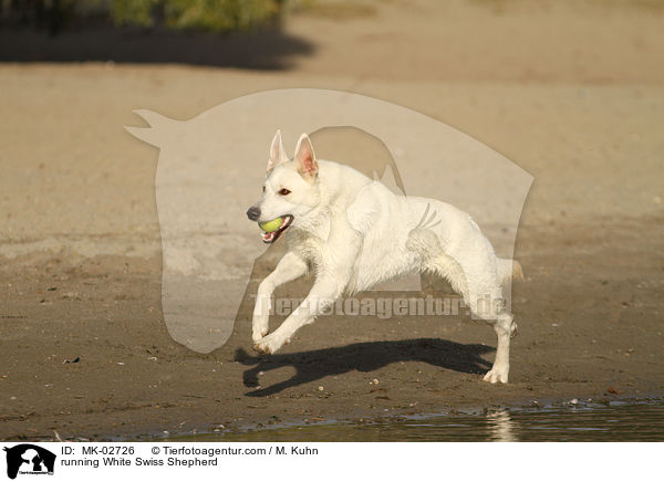 rennender Weier Schweizer Schferhund / running White Swiss Shepherd / MK-02726