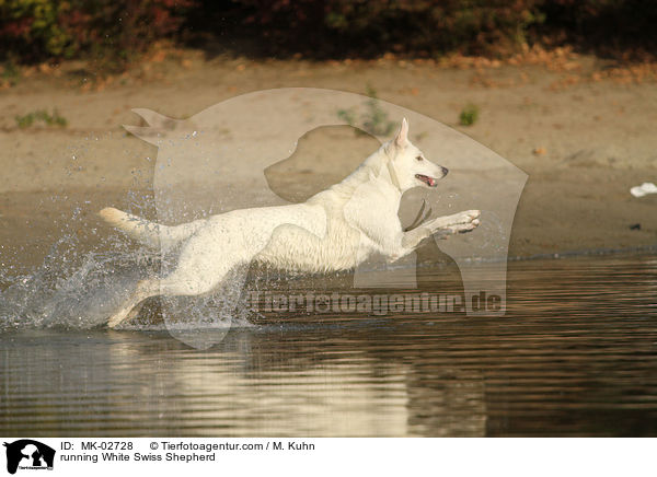 rennender Weier Schweizer Schferhund / running White Swiss Shepherd / MK-02728