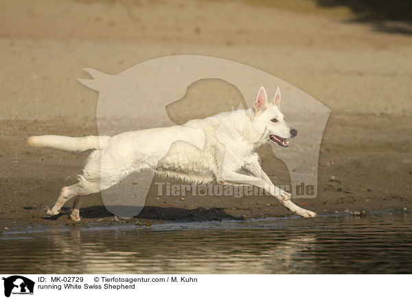 rennender Weier Schweizer Schferhund / running White Swiss Shepherd / MK-02729