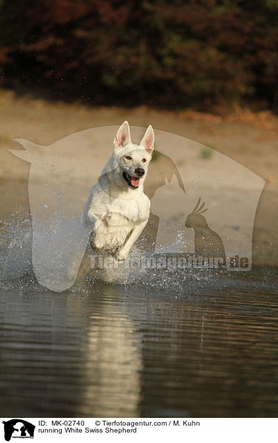 rennender Weier Schweizer Schferhund / running White Swiss Shepherd / MK-02740